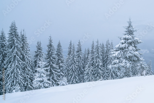 Winter mountains landscape of Carpathians hill and christmas tree snow covered
