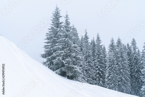Winter mountains landscape of Carpathians hill and christmas tree snow covered © FedBul