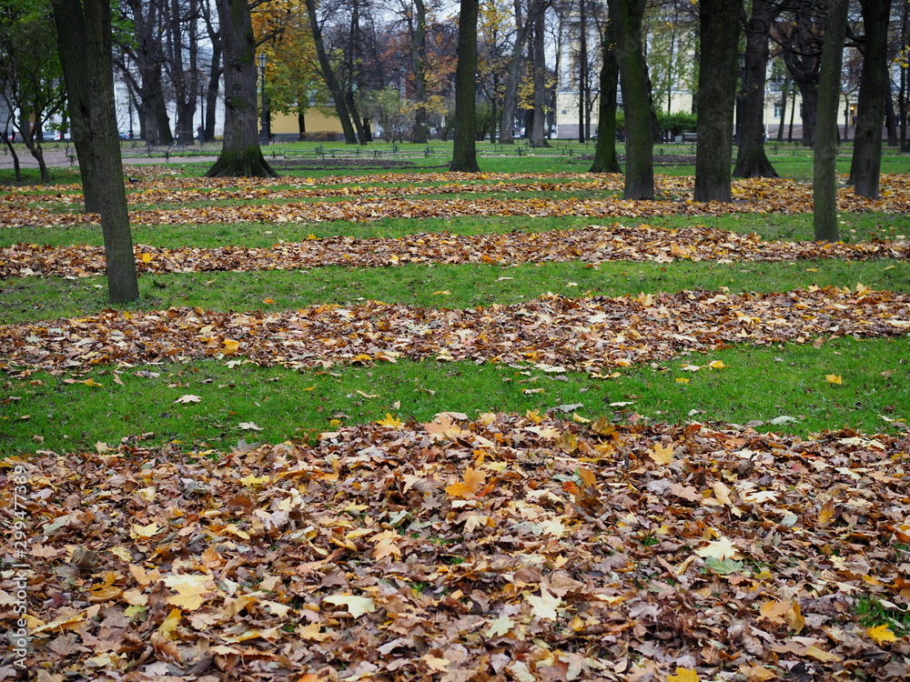 autumn cleaning of leaves. yellow fallen leaves lie in rows on the lawn in the Park