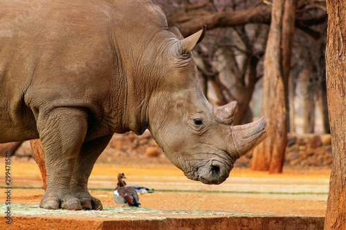 Portrait of a male bull white Rhino grazing in Etosha National park, Namibia. Wild african animals. Close up of a rhino