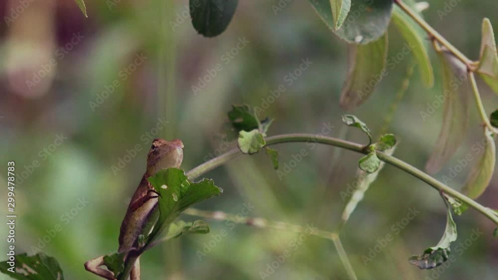 Lizard Sat on a Green Plant Lizard Sat on a Green Plant