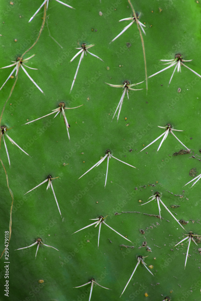 texture of natural green nopal cactus texture of natural green nopal cactus