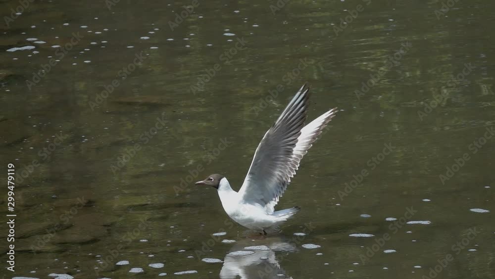 Gull soars from the water surface. Slow motion Gull soars from the water surface. Slow motion