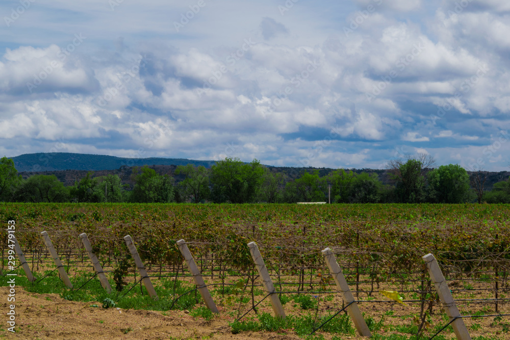 Fototapeta premium vineyard landscape