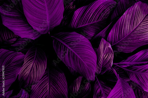 leaves of Spathiphyllum cannifolium, abstract dark purple texture, nature background, tropical leaf	