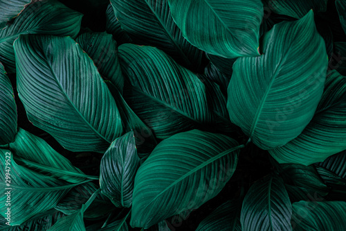 leaves of Spathiphyllum cannifolium  abstract green texture  nature background  tropical leaf