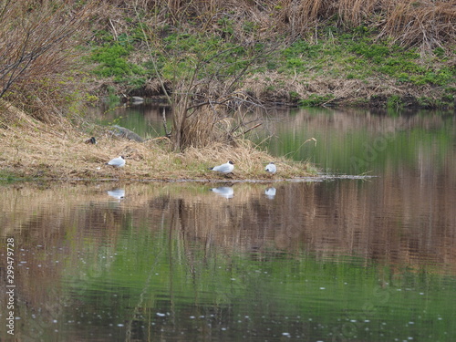 seagulls by the river. Spring