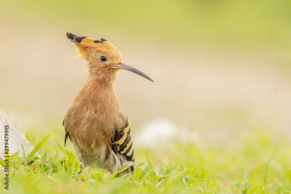 Common Hoopoe Common Hoopoe