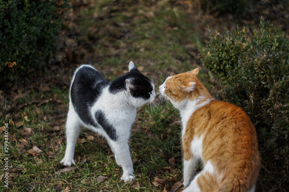 2 (two) cats before fight picture 2 (two) cats before fight picture