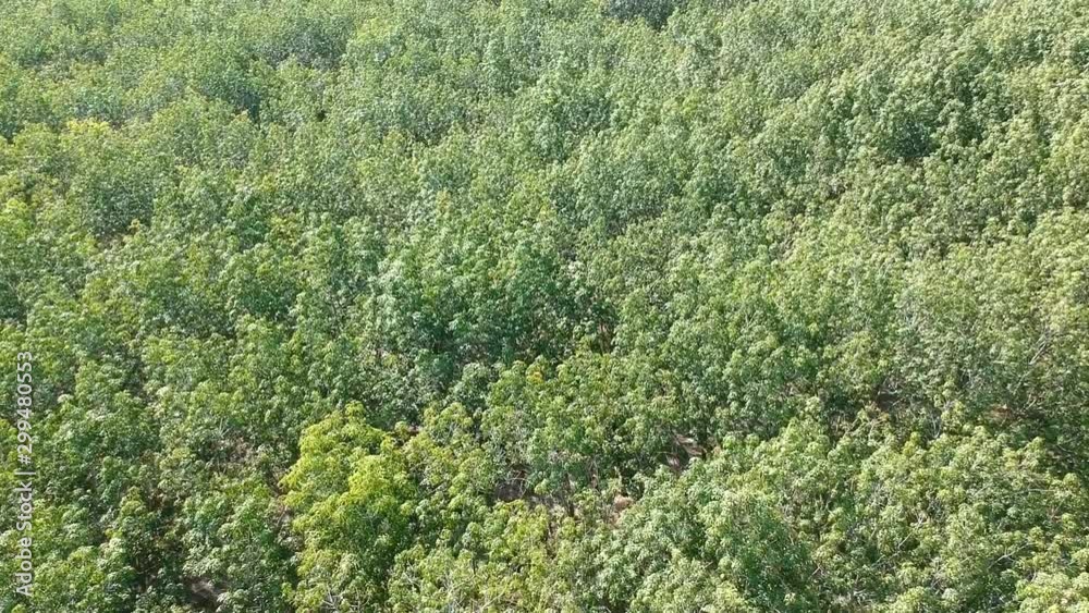 Aerial view video of green rubber trees in Thailand. Aerial view video of green rubber trees in Thailand.
