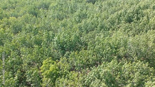 Aerial view video of green rubber trees in Thailand.