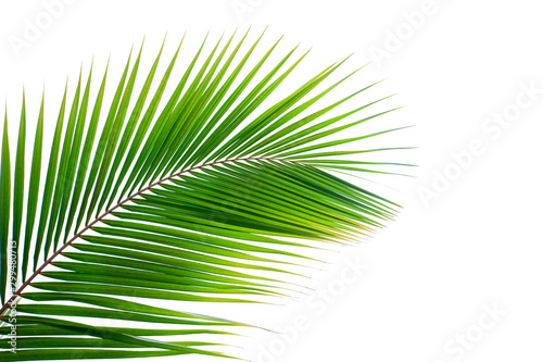 leaves of coconut isolated on white background