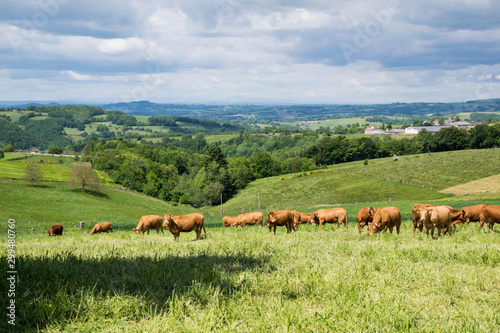 Campagne Aveyronnaise, Occitanie, France.