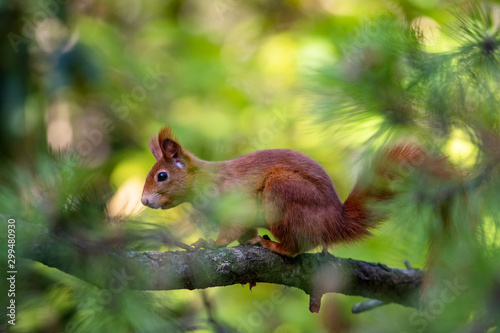 Eichhörnchen © Stephan Dinges
