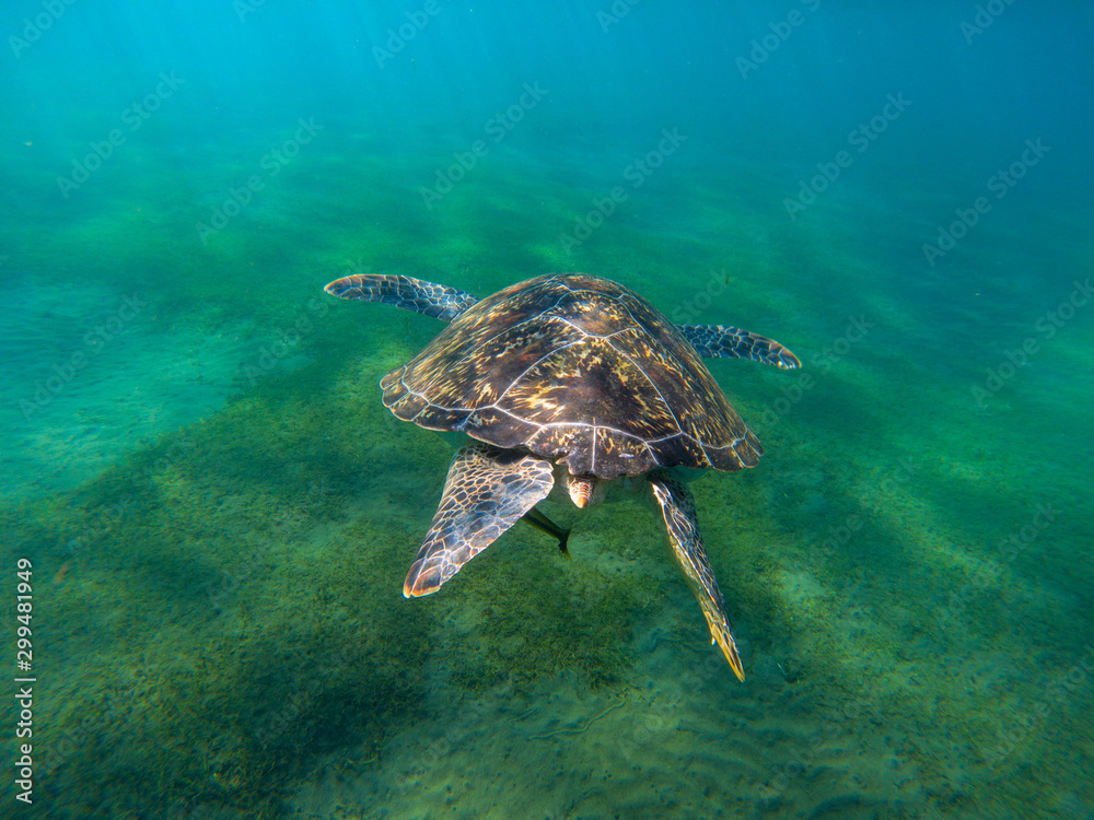 Obraz premium Sea turtle dive to seabottom of tropical sea. Endangered marine tortoise in natural environment. Snorkeling or diving banner