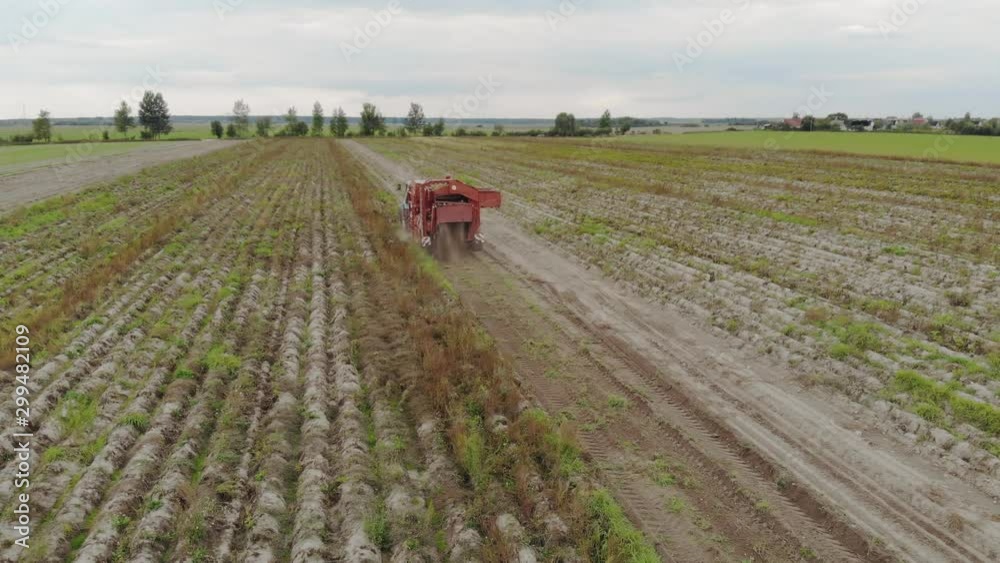 Aerial view of the rear attached to the tractor potato harvester, digging up the soil and harvesting root crops. Sorter stands at the conveyor and removes debris before loading into the hopper Aerial view of the rear attached to the tractor potato harvester, digging up the soil and harvesting root crops. Sorter stands at the conveyor and removes debris before loading into the hopper