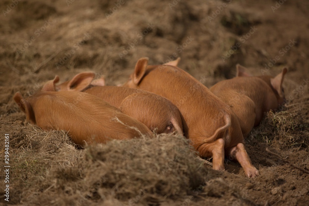 Little baby pigs are lying on the sun Little baby pigs are lying on the sun
