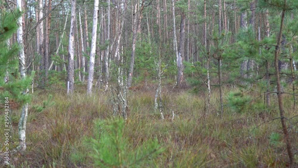 Swamp in the morning, autumn Swamp in the morning, autumn