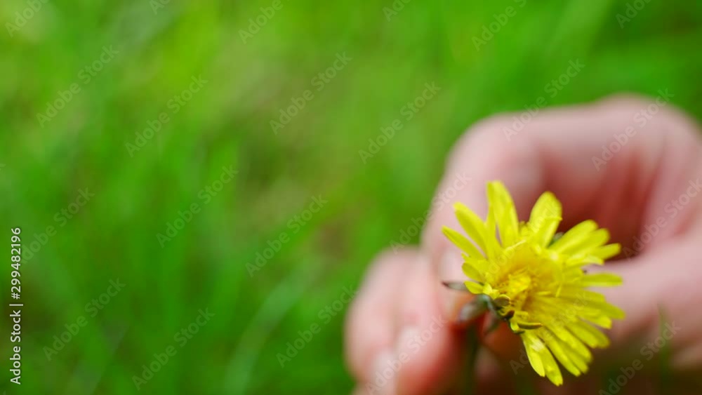 Tiny Toad jumbs off of a flower held by a man. Tiny Toad jumbs off of a flower held by a man.