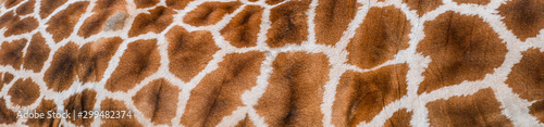 Real giraffe skin or background texture fur. Animal pattern detail wide banner.