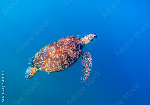 Sea turtle in open water of tropical sea. Endangered marine tortoise in natural environment. Snorkeling or diving banner