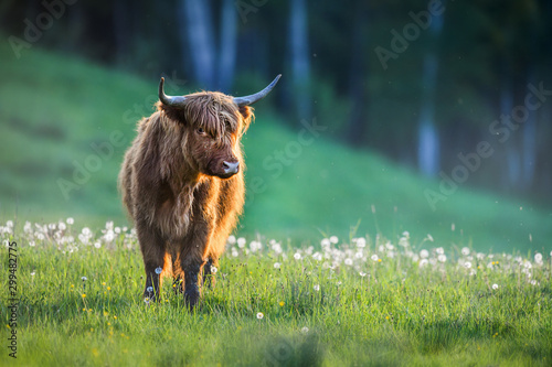 Highland cattle on green meadow or natural habitat. Scottish cow. photo