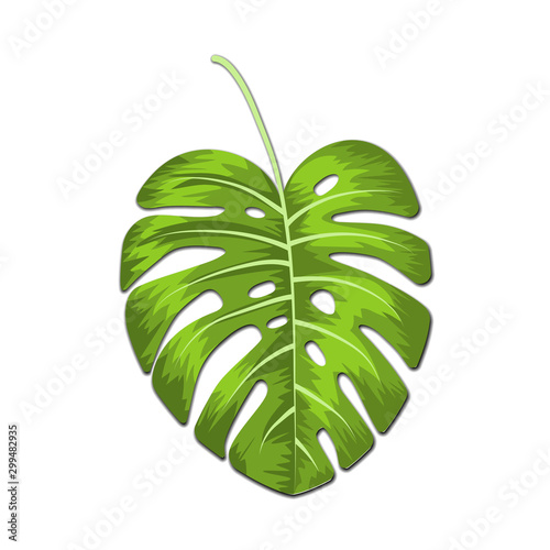 Tropical vector illustration with monstera  leaves on white background. 
