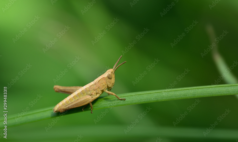 The little male of a grasshopper sits on a blade of grass against a green background with open space The little male of a grasshopper sits on a blade of grass against a green background with open space