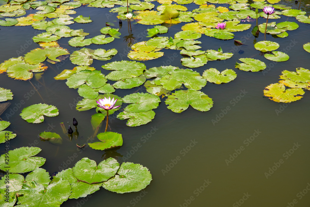 White lotus flower with round leaves on green water surface. Oriental zen banner template with text place. White lotus flower with round leaves on green water surface. Oriental zen banner template with text place.
