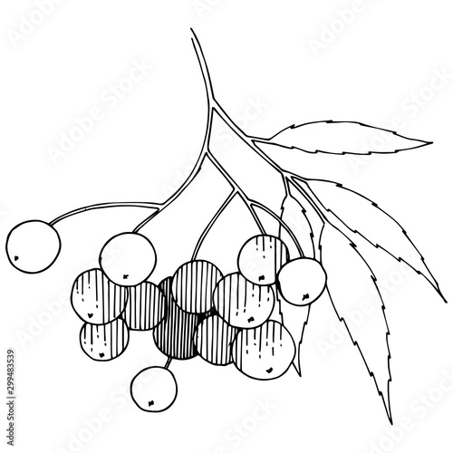 Vector autumn black sorbus plant. Berry plant botanical garden floral foliage. Isolated illustration element.