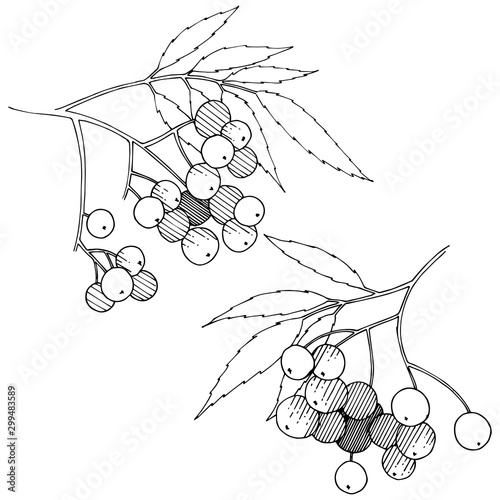 Vector autumn black sorbus plant. Berry plant botanical garden floral foliage. Isolated illustration element.