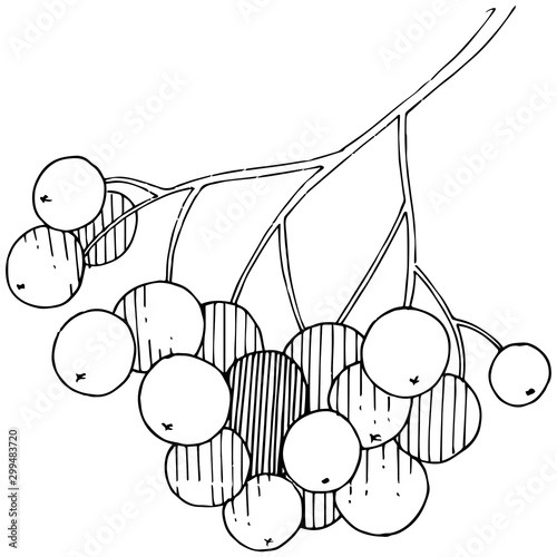 Vector autumn black sorbus plant. Berry plant botanical garden floral foliage. Isolated illustration element.