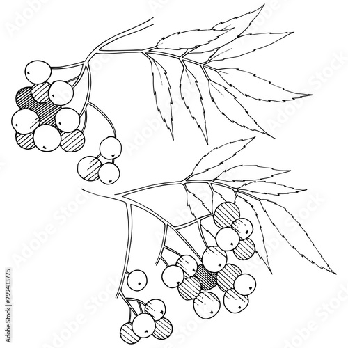 Vector autumn black sorbus plant. Berry plant botanical garden floral foliage. Isolated illustration element.