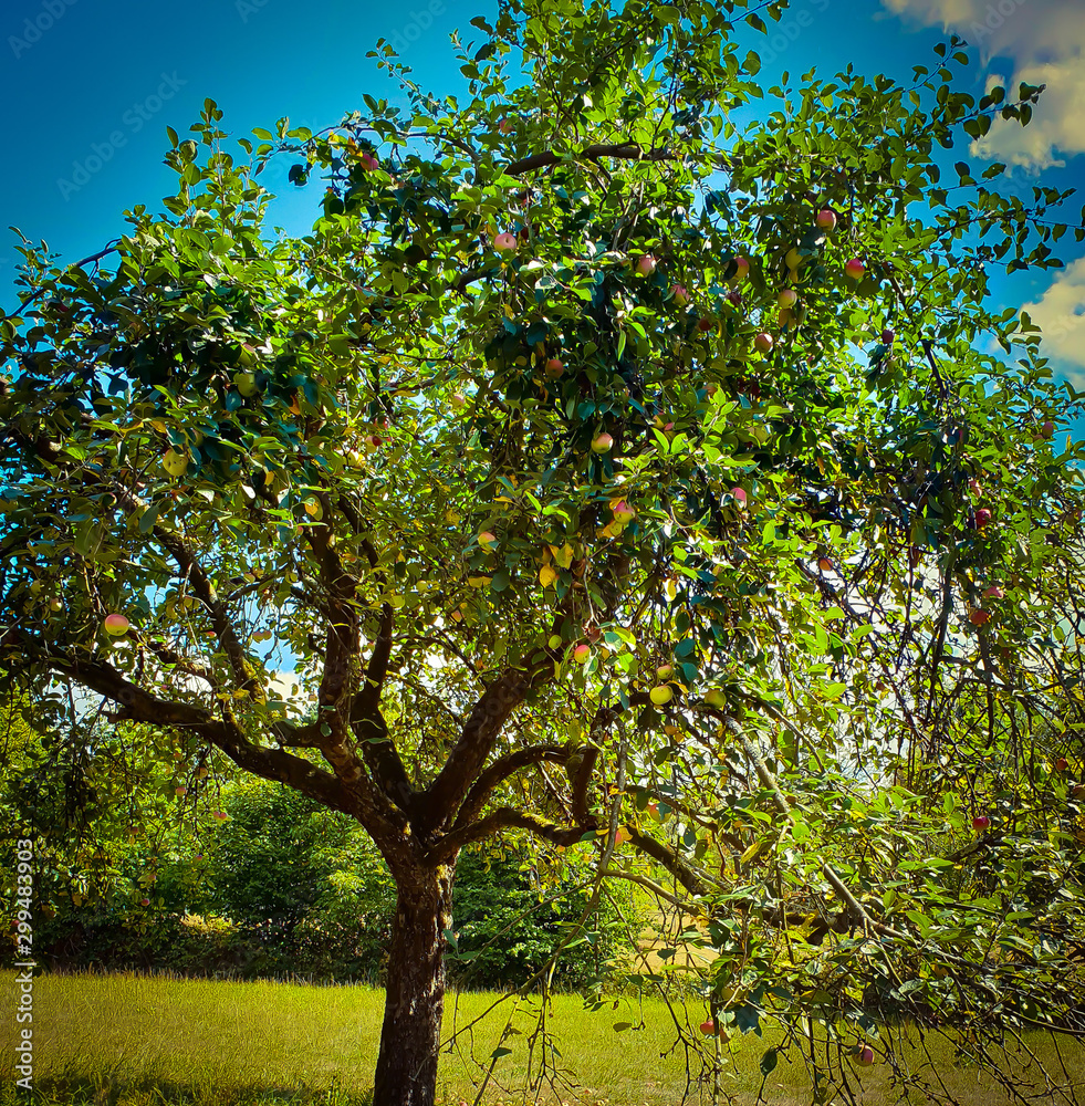 Apfelbaum im Sommer Photos