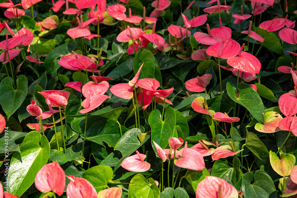 Red tropical flower on green foliage, botanical photo. Pink Anthurium field in greenery. One petal flower with spike Red tropical flower on green foliage, botanical photo. Pink Anthurium field in greenery. One petal flower with spike