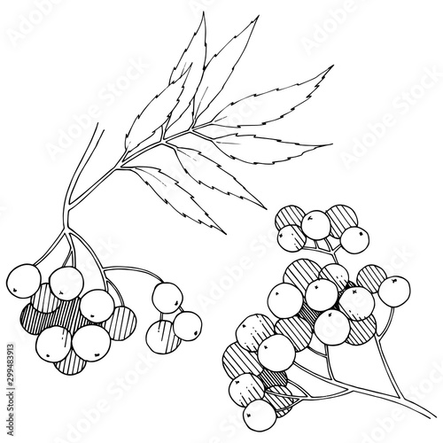 Vector autumn black sorbus plant. Berry plant botanical garden floral foliage. Isolated illustration element.
