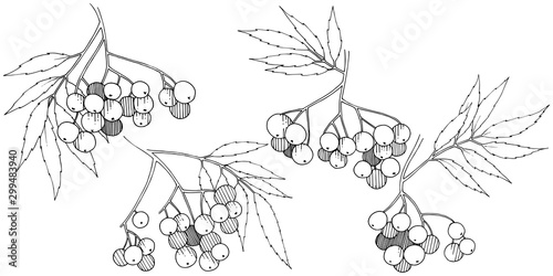 Vector autumn black sorbus plant. Berry plant botanical garden floral foliage. Isolated illustration element.