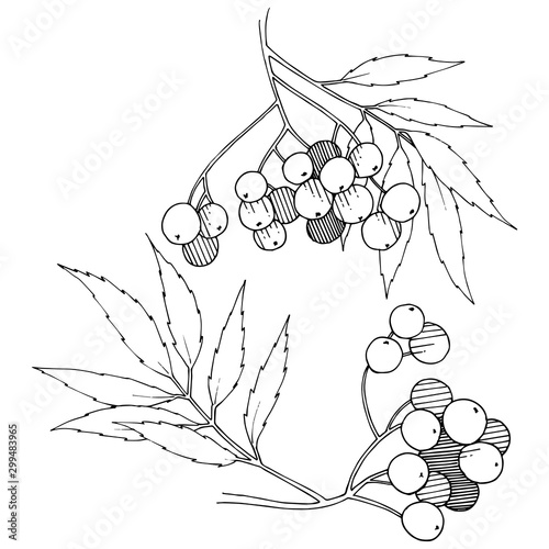 Vector autumn black sorbus plant. Berry plant botanical garden floral foliage. Isolated illustration element.