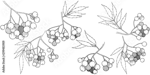 Vector autumn black sorbus plant. Berry plant botanical garden floral foliage. Isolated illustration element.