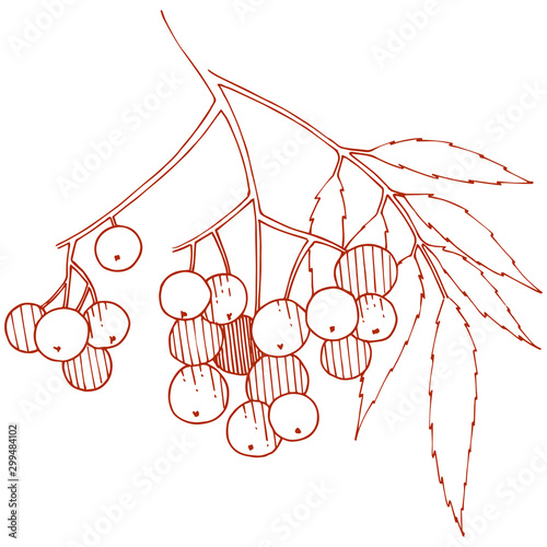 Vector autumn red sorbus plant. Berry plant botanical garden floral foliage. Isolated illustration element.