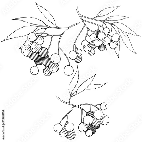 Vector autumn black sorbus plant. Berry plant botanical garden floral foliage. Isolated illustration element.