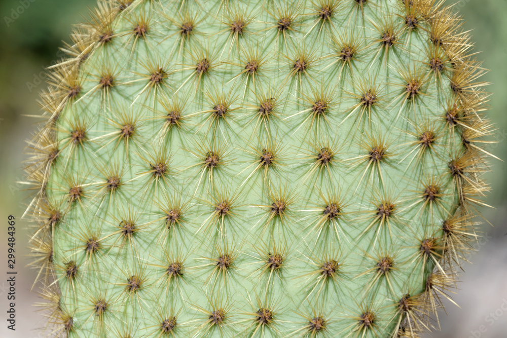 Fototapeta premium Closeup of spines on cactus, background cactus with spines. Big cactus surface, natural background