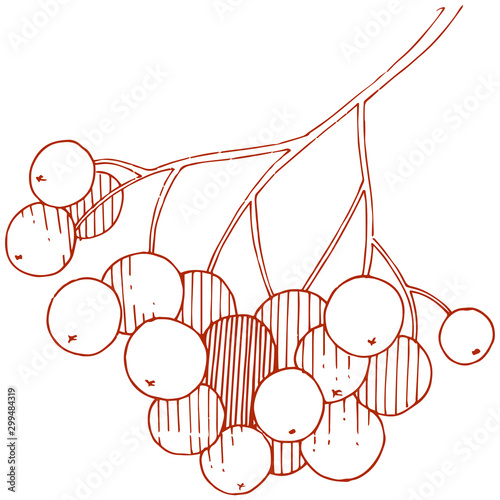 Vector autumn red sorbus plant. Berry plant botanical garden floral foliage. Isolated illustration element.