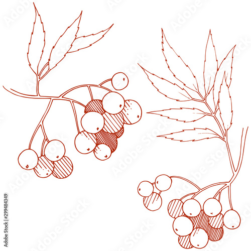 Vector autumn red sorbus plant. Berry plant botanical garden floral foliage. Isolated illustration element.
