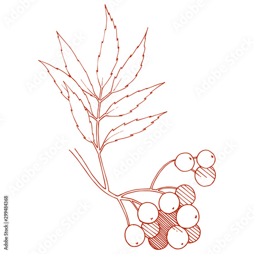 Vector autumn red sorbus plant. Berry plant botanical garden floral foliage. Isolated illustration element.
