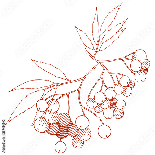 Vector autumn red sorbus plant. Berry plant botanical garden floral foliage. Isolated illustration element.