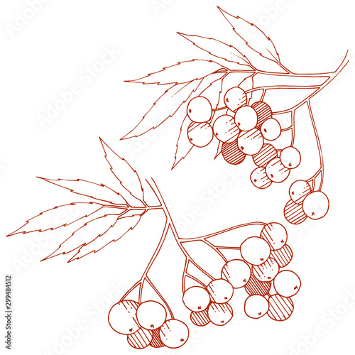 Vector autumn red sorbus plant. Berry plant botanical garden floral foliage. Isolated illustration element.
