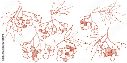 Vector autumn red sorbus plant. Berry plant botanical garden floral foliage. Isolated illustration element.