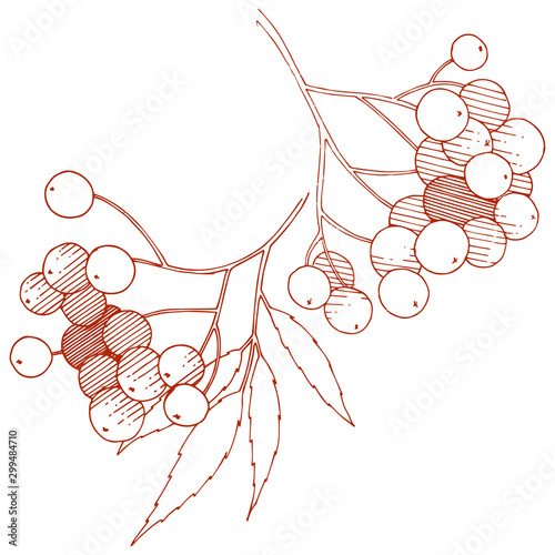 Vector autumn red sorbus plant. Berry plant botanical garden floral foliage. Isolated illustration element.