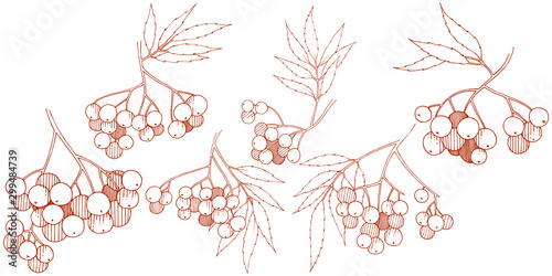 Vector autumn red sorbus plant. Berry plant botanical garden floral foliage. Isolated illustration element.